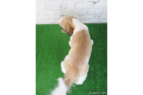 成約済の大阪府のシーズー-197266の2枚目